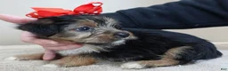 Yorkshire Terrier dogs for sale: Rio  - Ad 5