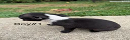 Boston Terrier dogs for sale: Boston Terrier 3 - Ad 6