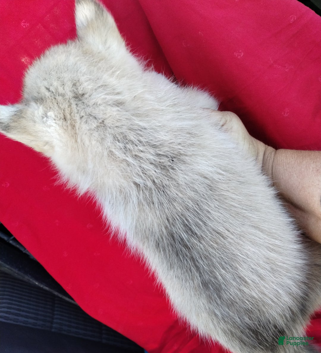 Alaskan Husky dogs for sale: Alaskan Husky Puppy 1 - Ad 2