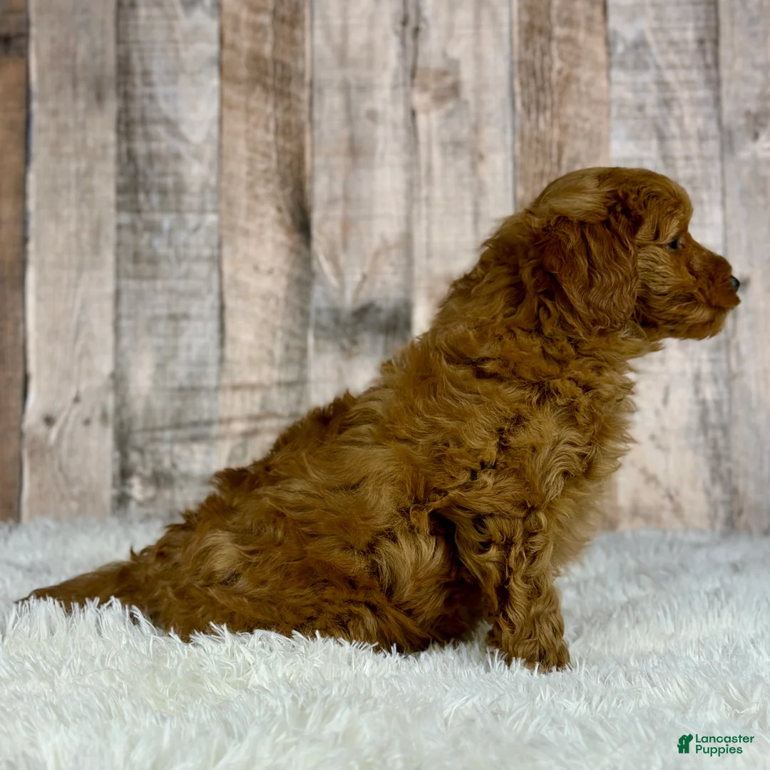 Mini Goldendoodle dogs for sale: Boy Hendrix - 4833 - Ad 4
