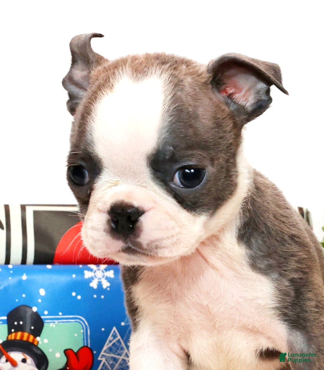 Boston Terrier dogs for sale: Snicker - Ad 9