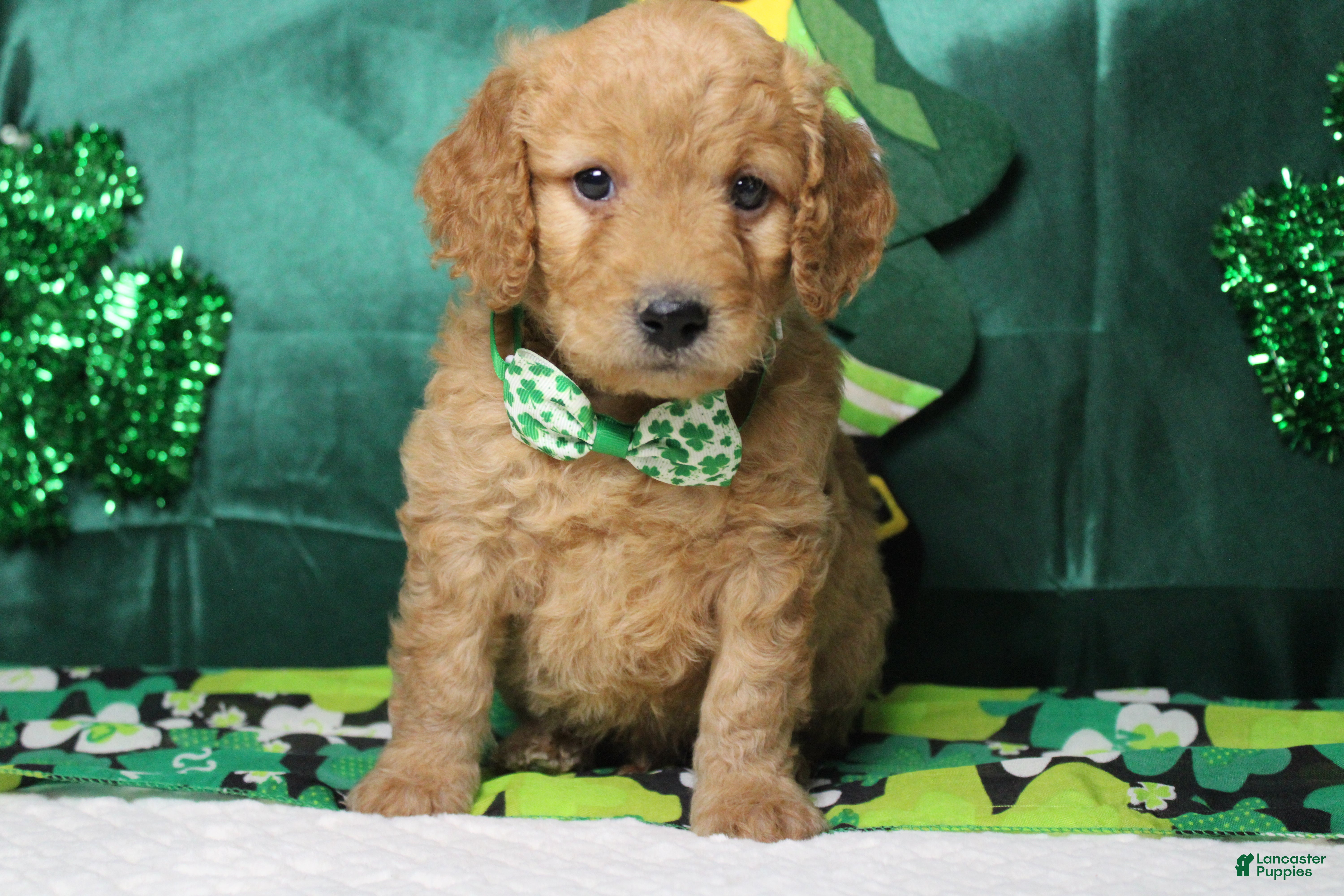 Goldendoodle dogs Dew - Ad 29