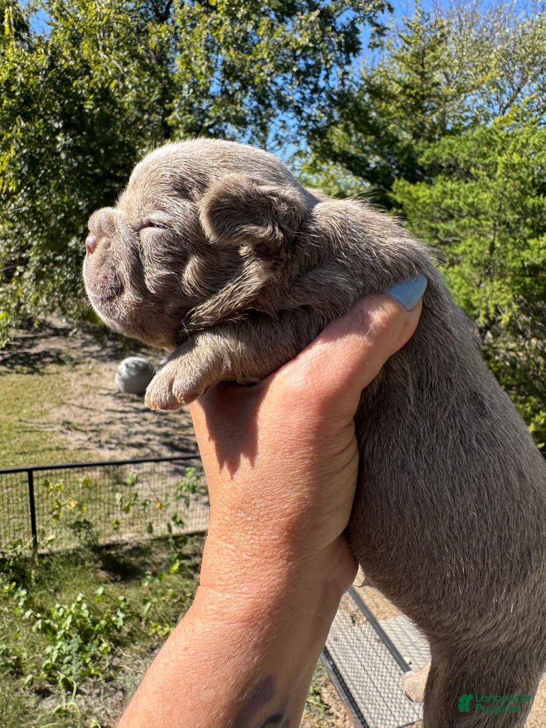 French Bulldog dogs for sale: French Bulldog Puppy 2 - Ad 4