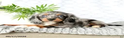 Miniature Dachshund dogs for sale: Houston - Ad 3