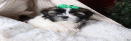 Shih Tzu dogs for sale: Pepper - Ad 8