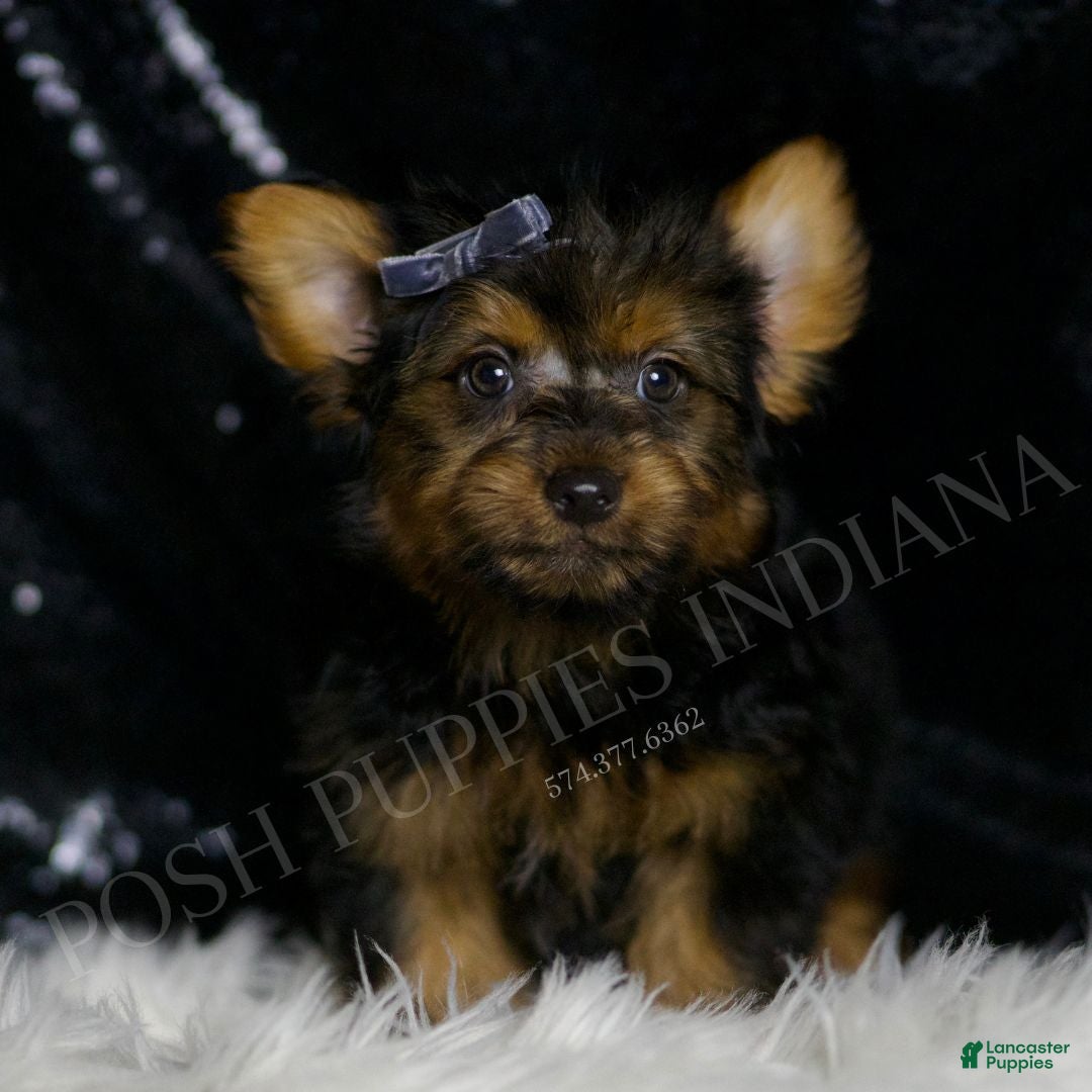Yorkshire Terrier dogs for sale: Shadow - Ad 2