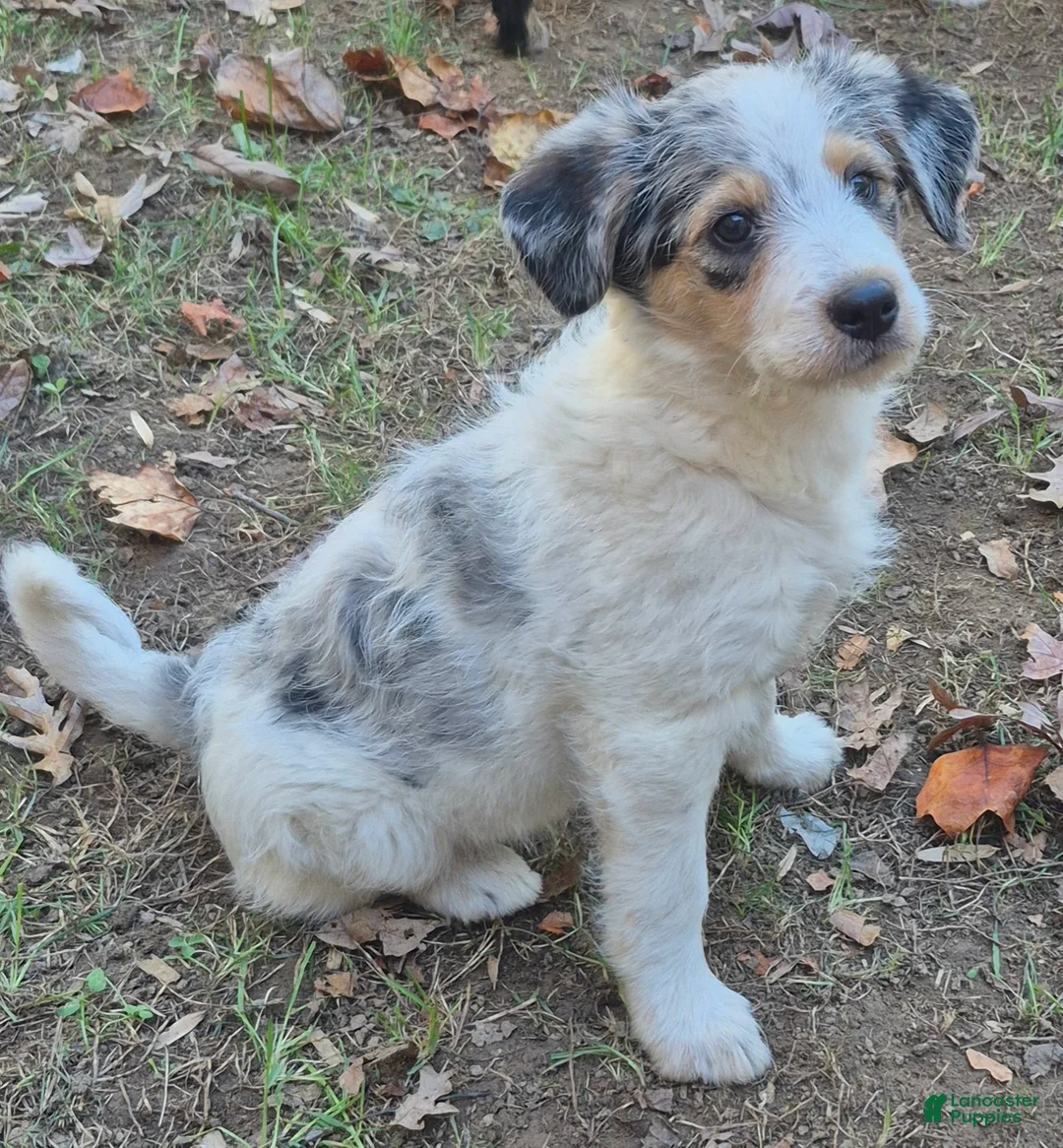 Mini Aussiedoodle dogs for sale: Speckles - Ad 1