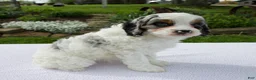Cavapoo dogs for sale: Alex - Ad 6