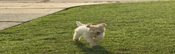 Standard Poodle dogs for sale: Standard Poodle 2 - Ad 4