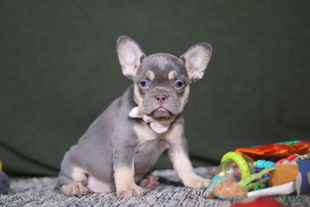 French Bulldog dogs for sale: Pippa - Ad 5