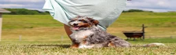 Mini Bernedoodle dogs for sale: Dylan - Ad 2