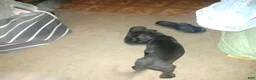Great Dane dogs for sale: Great Dane 8 - Ad 1