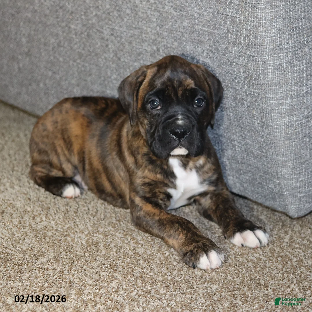 Boxer dogs for sale: Max - Ad 3
