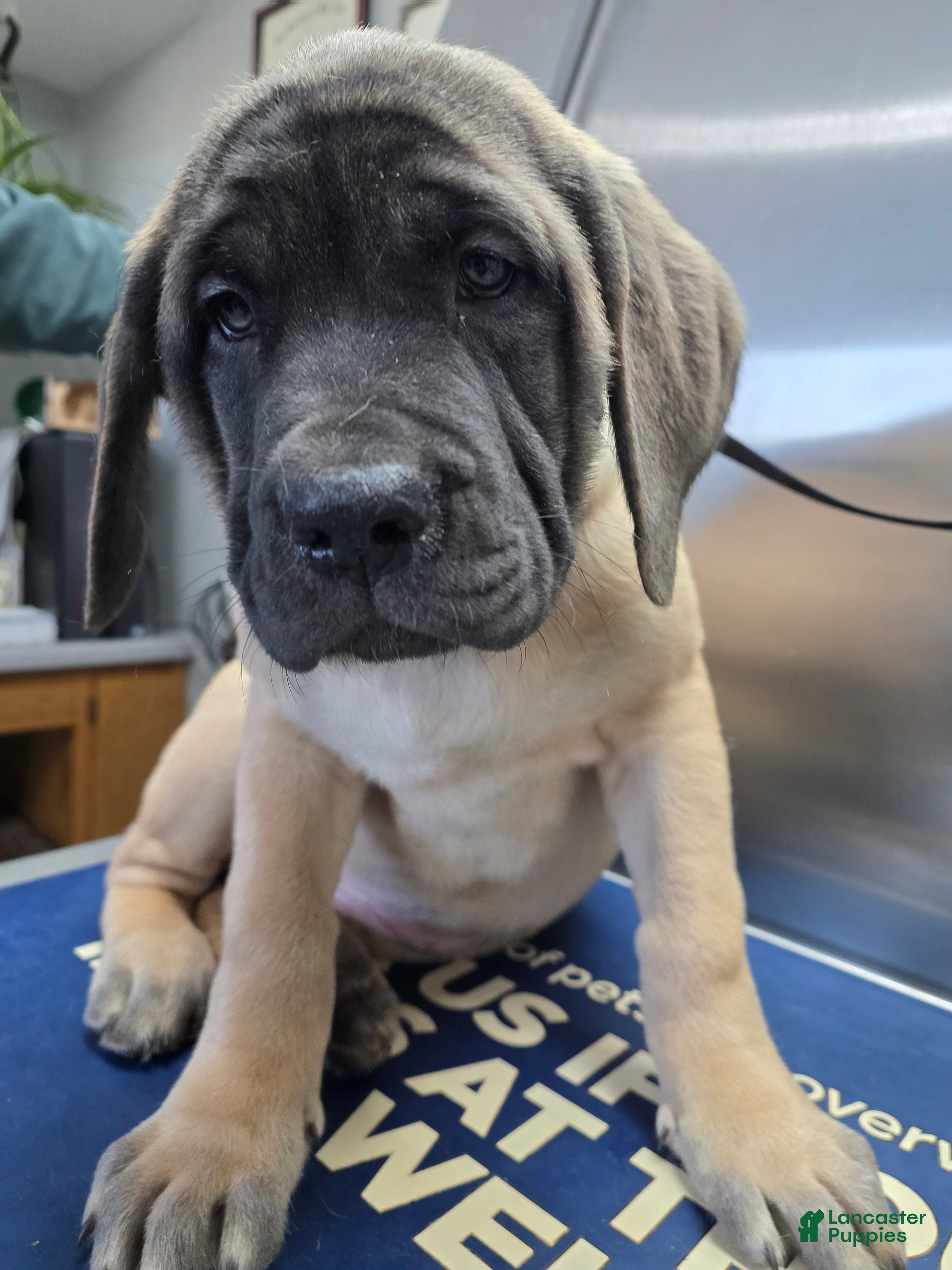 English Mastiff dogs Green Collar - Ad 33