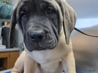 English Mastiff dogs Green Collar - Ad 33