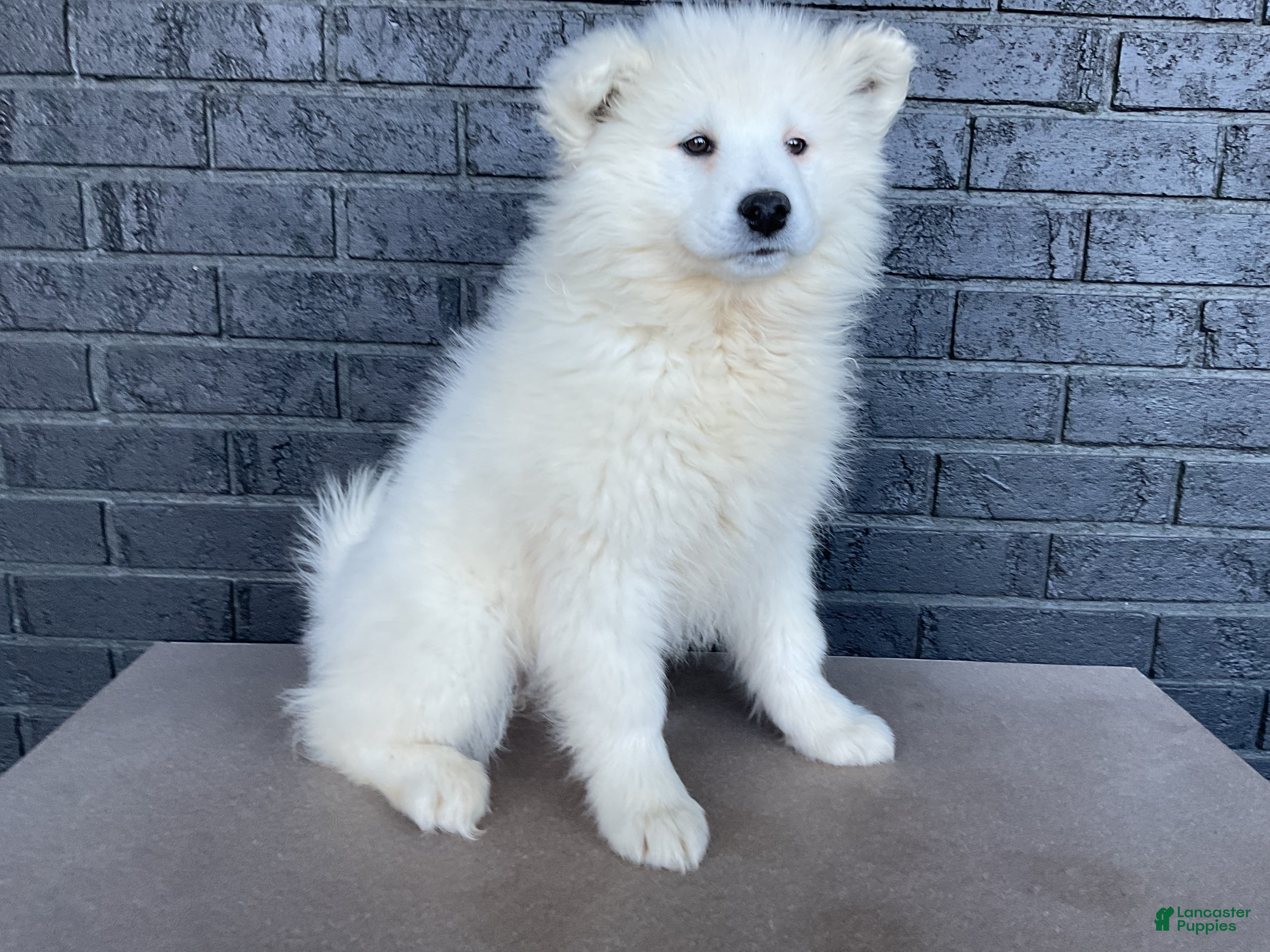 Samoyed dogs Sydney  - Ad 1