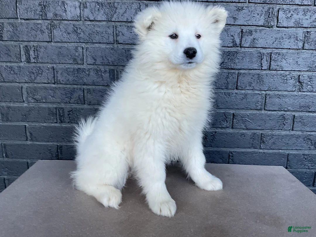 Samoyed dogs for sale: Sydney  - Ad 1