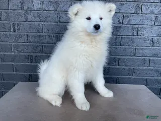 Samoyed dogs for sale: Sydney - Ad 2