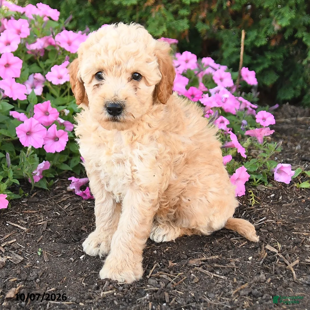 Mini Goldendoodle dogs for sale: Pluto - Ad 2