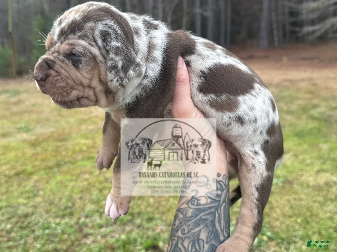 Catahoula Leopard Dog dogs for sale: Girl 1 - Ad 3