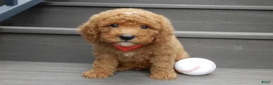 Louie