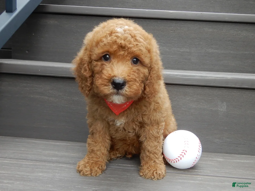 Mini Goldendoodle dogs for sale: Louie - Ad 1