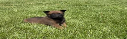Belgian Malinois dogs for sale: Nashville - Ad 5