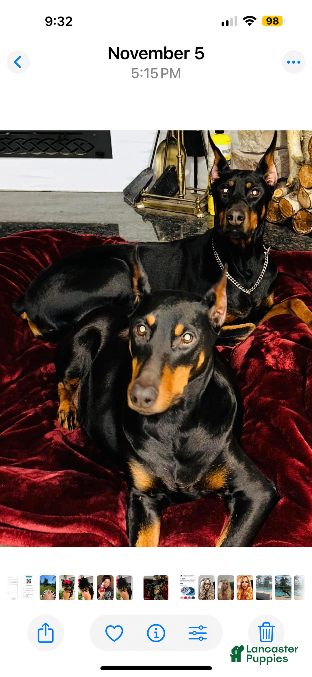 Doberman Pinscher dogs for sale: Doberman Pinscher Puppy 1 - Ad 4