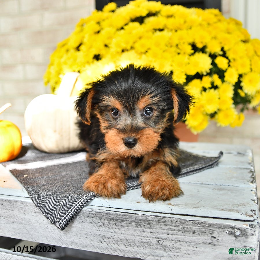 Yorkshire Terrier dogs Rico  - Ad 1