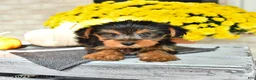 Yorkshire Terrier dogs for sale: Rico  - Ad 1