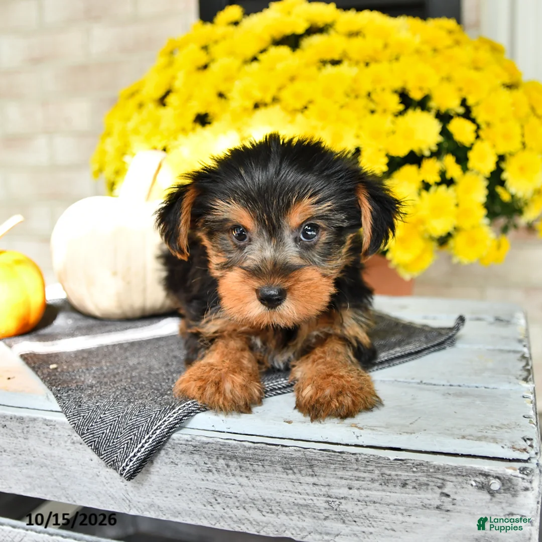 Yorkshire Terrier dogs for sale: Rico  - Ad 1
