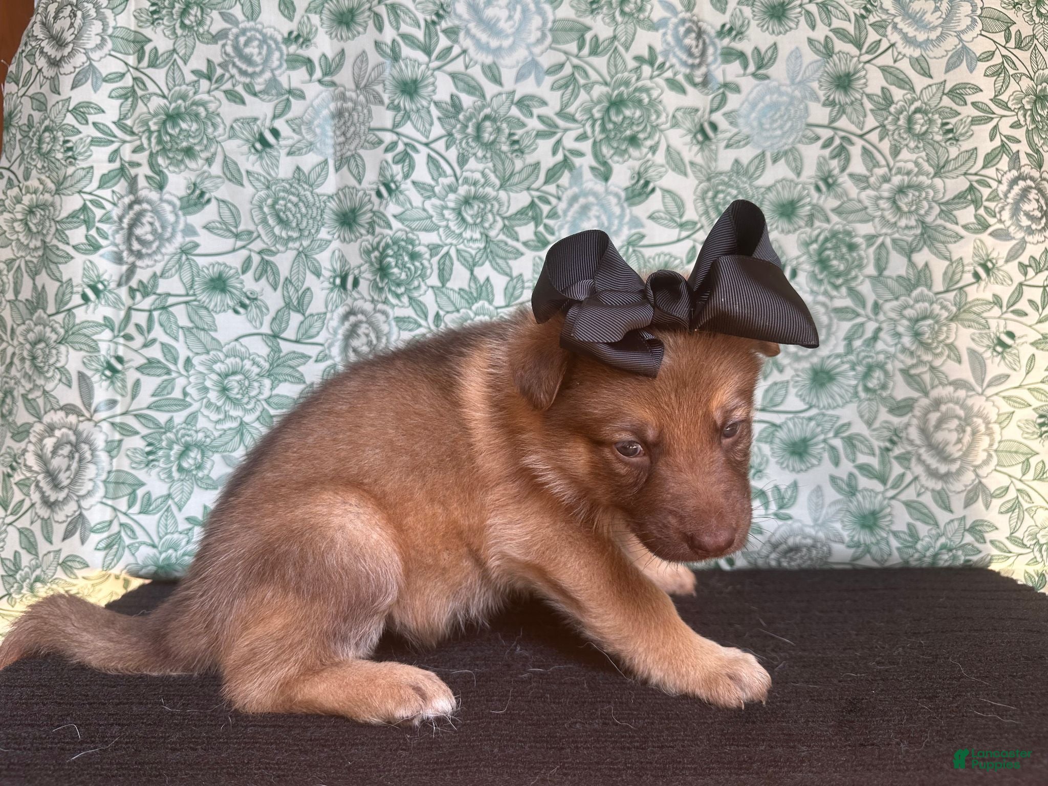 German Shepherd dogs Chestnut - Ad 2