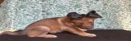 German Shepherd dogs for sale: Chestnut - Ad 2