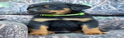Rottweiler dogs for sale: Dallas - Ad 3
