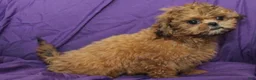 Shihpoo dogs for sale: Peanut - Ad 4