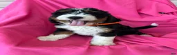 Mini Bernedoodle dogs for sale: OAKLEY - Ad 4