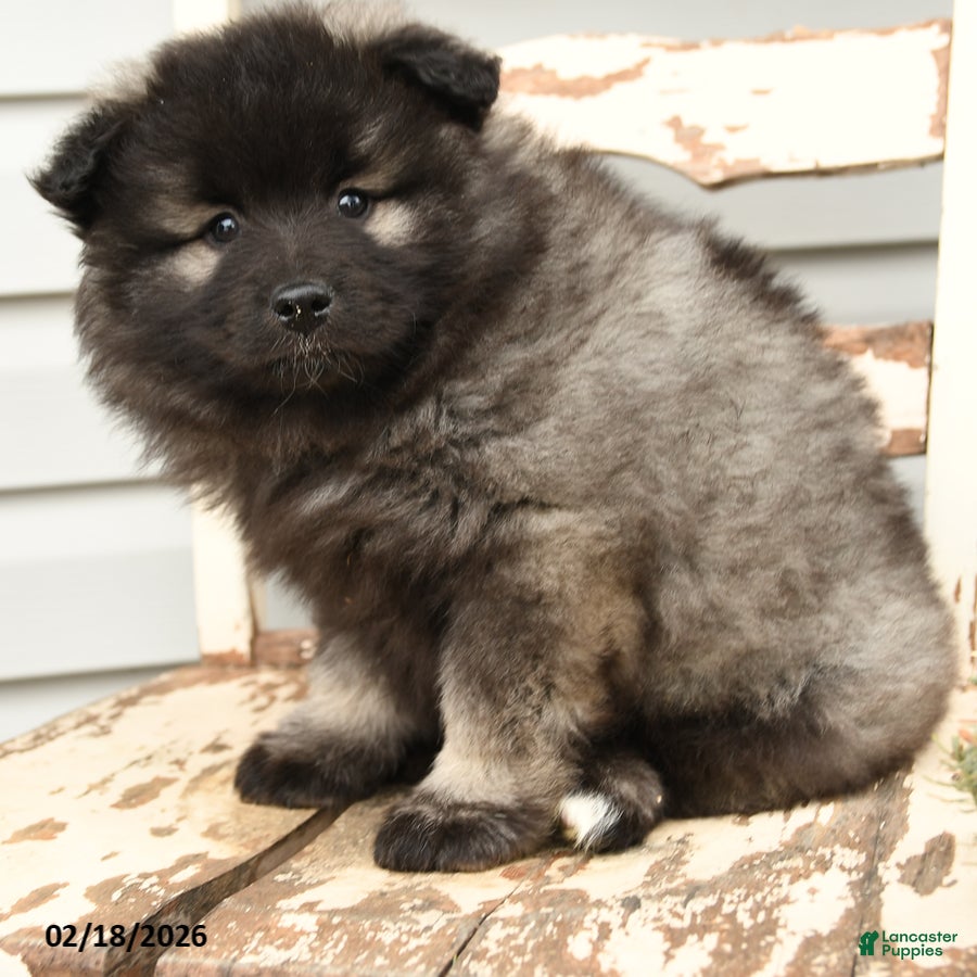 Keeshond dogs Pearl - Ad 2