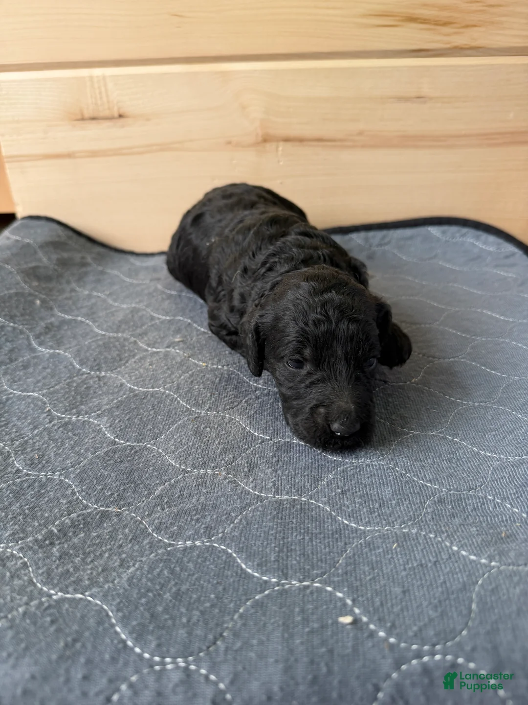 Bernedoodle dogs for sale: Sasha  - Ad 1