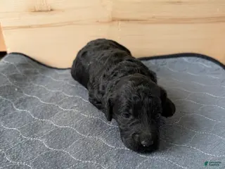 Bernedoodle dogs Sasha - Ad 42