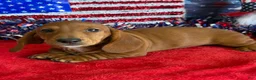 Dachshund dogs for sale: Nate - Ad 2
