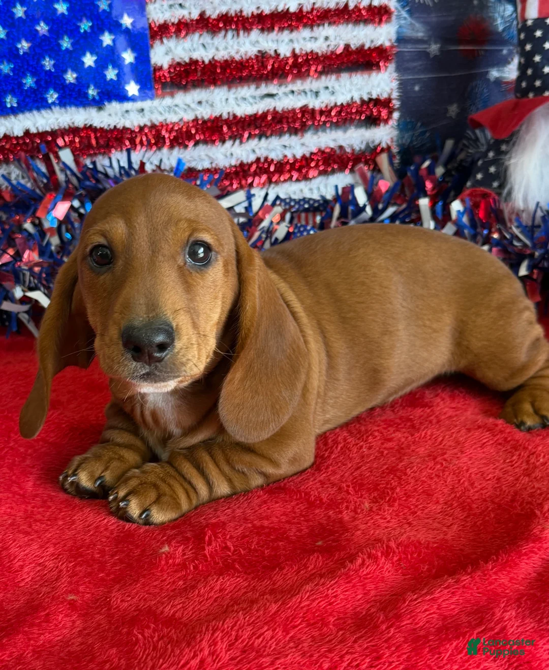 Dachshund dogs for sale: Nate - Ad 2