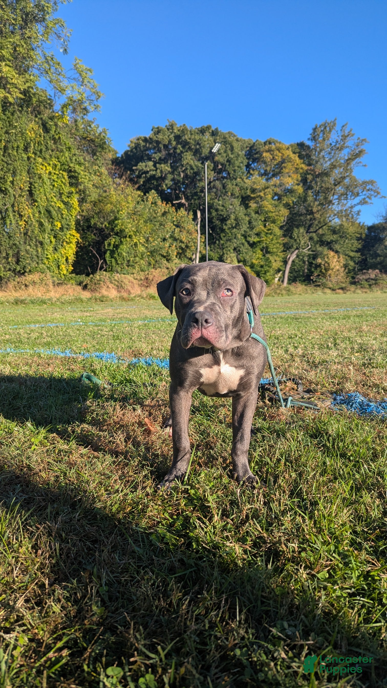 American Bully dogs Venus - Ad 1