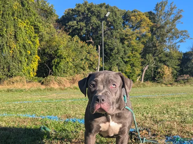American Bully dogs for sale: Venus - Ad 1