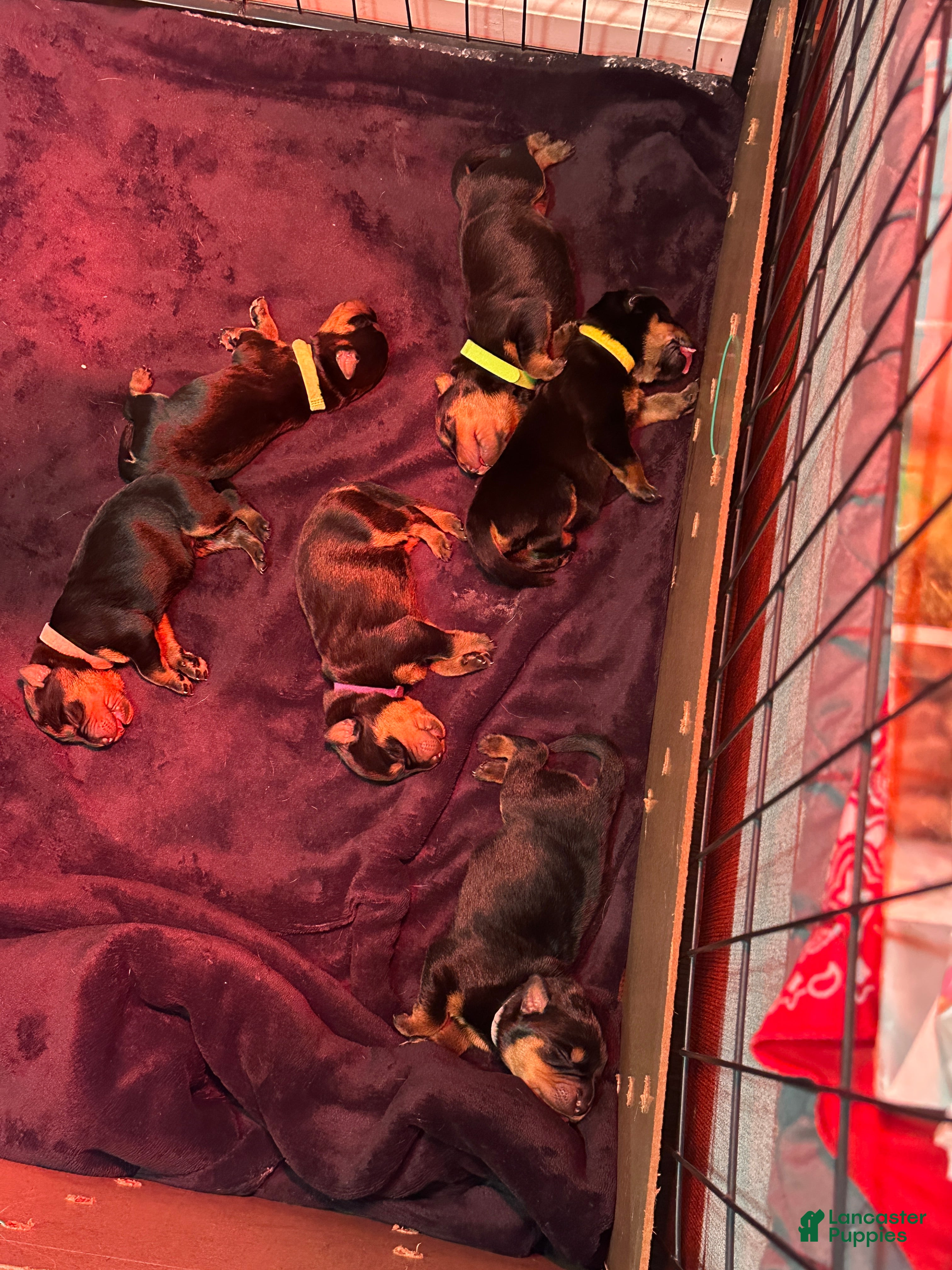 Rottweiler dogs Samaya - Ad 30