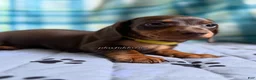 Miniature Dachshund dogs for sale: Smooth Coat Dachshund Male Puppy chocolate and tan - Ad 6
