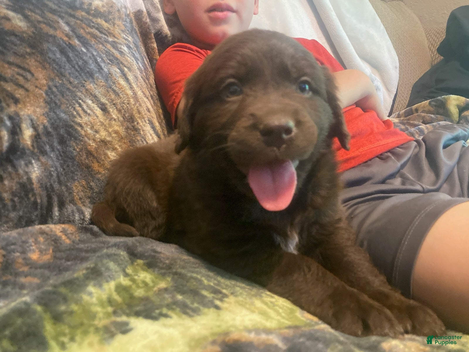Mixed Breed dogs Clementine - Ad 23