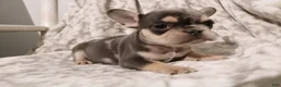 French Bulldog dogs for sale: Lars - Ad 3