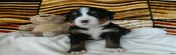 Bernese Mountain Dog dogs for sale: Beulah - Ad 1