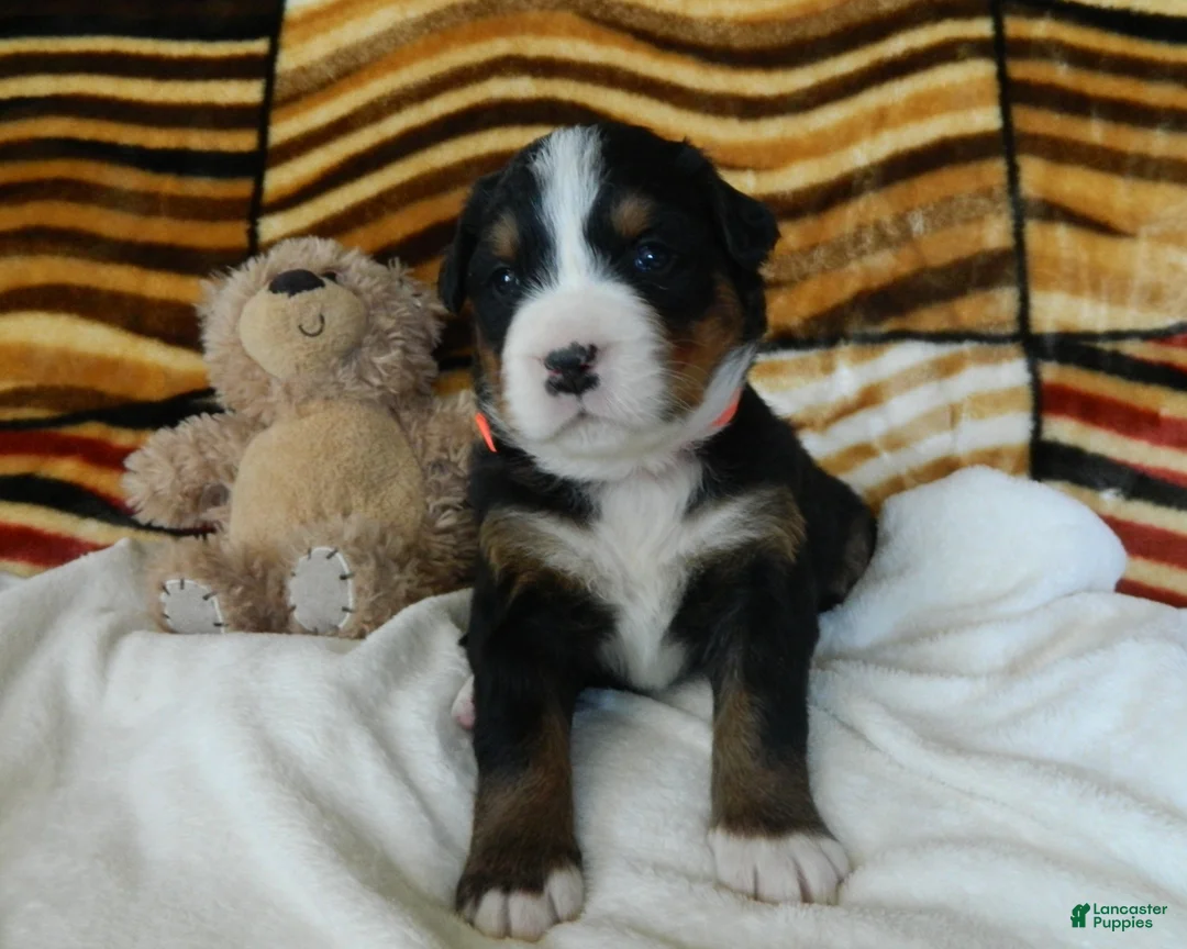 Bernese Mountain Dog dogs for sale: Beulah - Ad 1