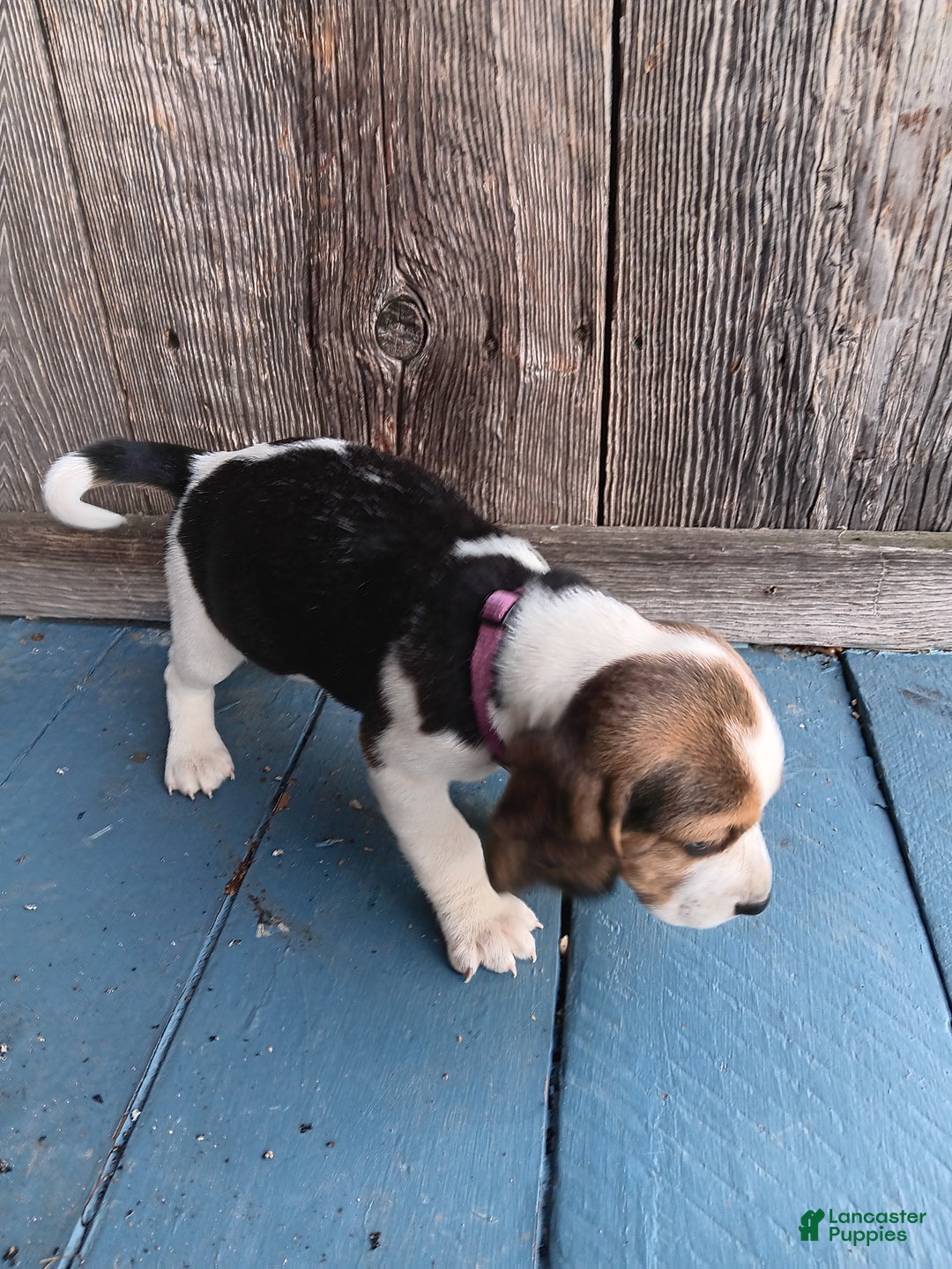 Beagle dogs for sale: Reisin - Ad 3